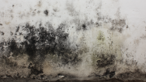 Fuktig og skadet murvegg med omfattende svarte og mørke flekker av mugg og sopp, som viser tydelige tegn på fuktskader. Foto.